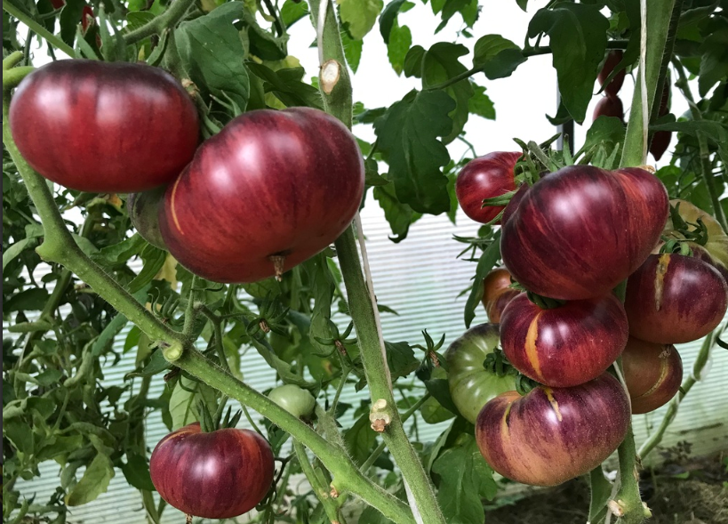 688蓝莓甜点5粒番茄种子38包邮