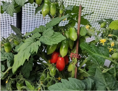 829微型劳拉5粒全店38满包邮偏远地区除外