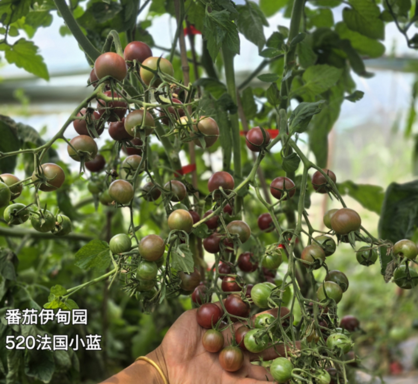 723法国小蓝樱桃 店主推荐五粒种子全店满38包邮，偏远除外