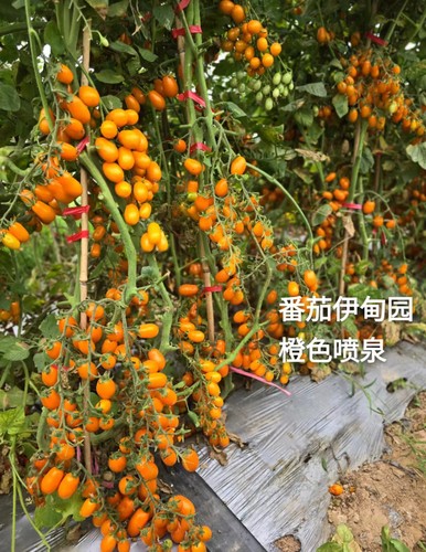 165橙色喷泉orange fountain（非稳定品种几代不详慎拍）5粒种子