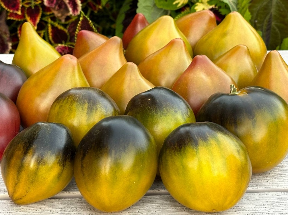 947雷贝拉绿金宝石五粒种子限时特惠全店满38包邮偏远地区除外