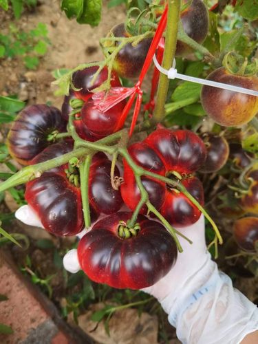 7蔚蓝巨人种子（主图为甜蜜小雯种植反馈图）