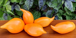 偏远地区除外 包邮 927布拉提诺 五粒种子全店满38