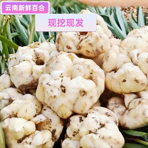云南新鲜百合现挖现发瓣大肉厚煲汤煮粥凉拌清蒸炒菜顺丰包邮