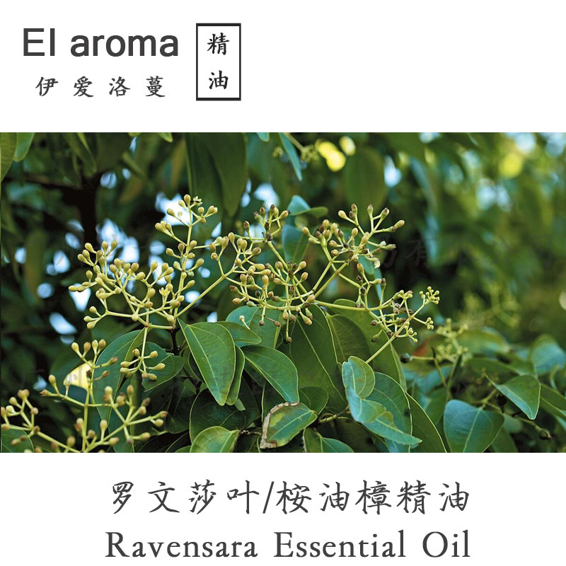 马达加斯加罗文莎叶精油 Ravensara 野生桉油樟单方10ML 提高抵抗