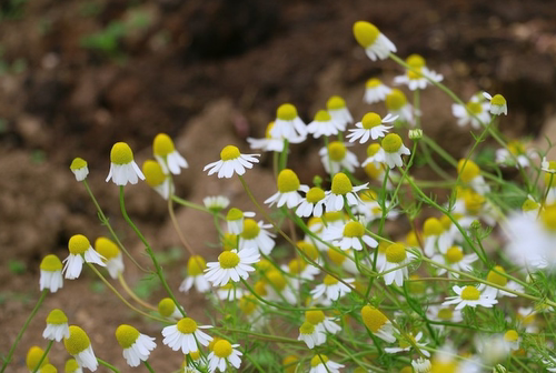 德国洋甘菊单方精油3ML舒敏修复