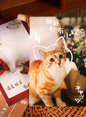 软萌小动物可爱猫咪明信片30张