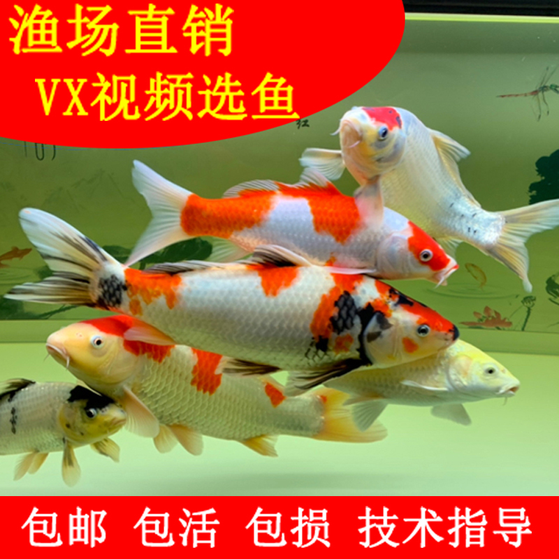 锦鲤活体观赏鱼淡水鱼冷水鱼锦鲤鱼白金黄金红白三色锦鲤红草金鱼