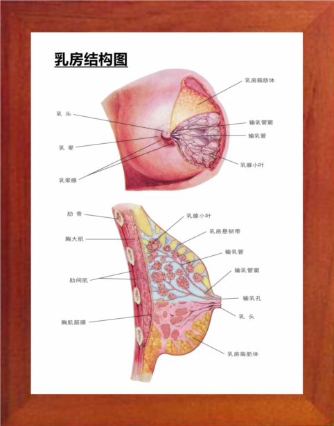 女人的所有结构图片