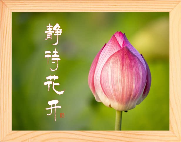 营养书画 进口实木有框画简约现代装饰画挂摆件 学会等待静待花开