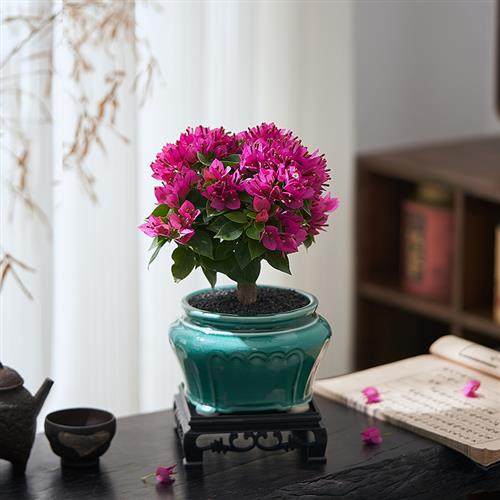 三角梅盆栽四季开花好养室内阳台耐寒盆景绿植花卉办公室桌面植物