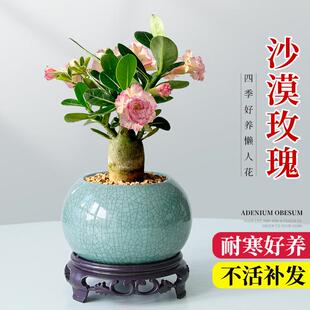 适合懒人养的花沙漠玫瑰室内外绿植盆景四季花卉老桩小好养活盆栽
