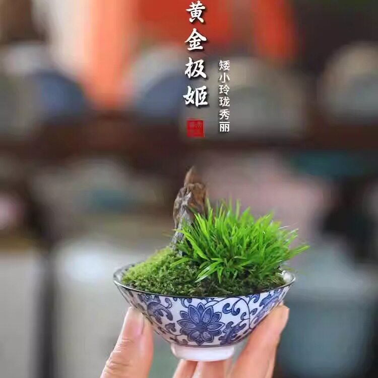 黄金极姬菖蒲微型盆景禅意中式茶室办公桌绿植菖蒲草四季迷你盆栽
