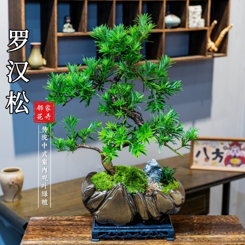 牵枝老桩造型罗汉松盆景室内好养盆栽绿植美观茶室客厅阳台,鲜花速递/花卉仿真/绿植园艺,造型盆景,淘宝优惠券,粉丝福利购,淘宝优惠卷