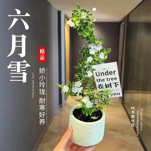 悬崖红花六月雪盆景茶桌禅意室内窗台小绿植物办公室茶几桌面盆栽