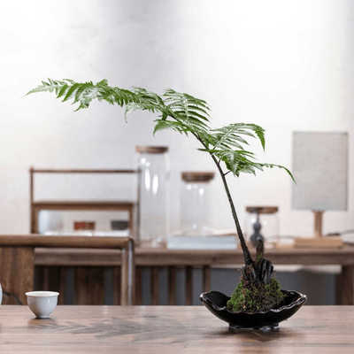 蕨类植物苔藓球水培四季小型厥类绿植老桩盆景造景大型一叶蕨盆栽