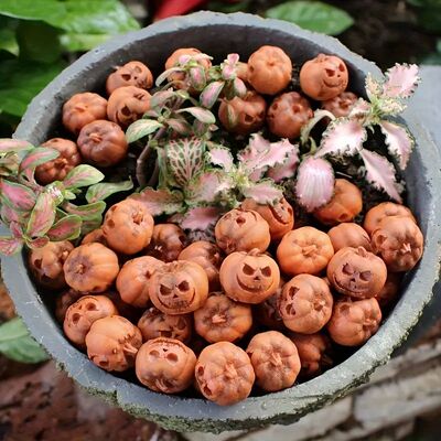 6/10 Pieces Miniature Pumpkin Figurines Decorative Fairy Hal