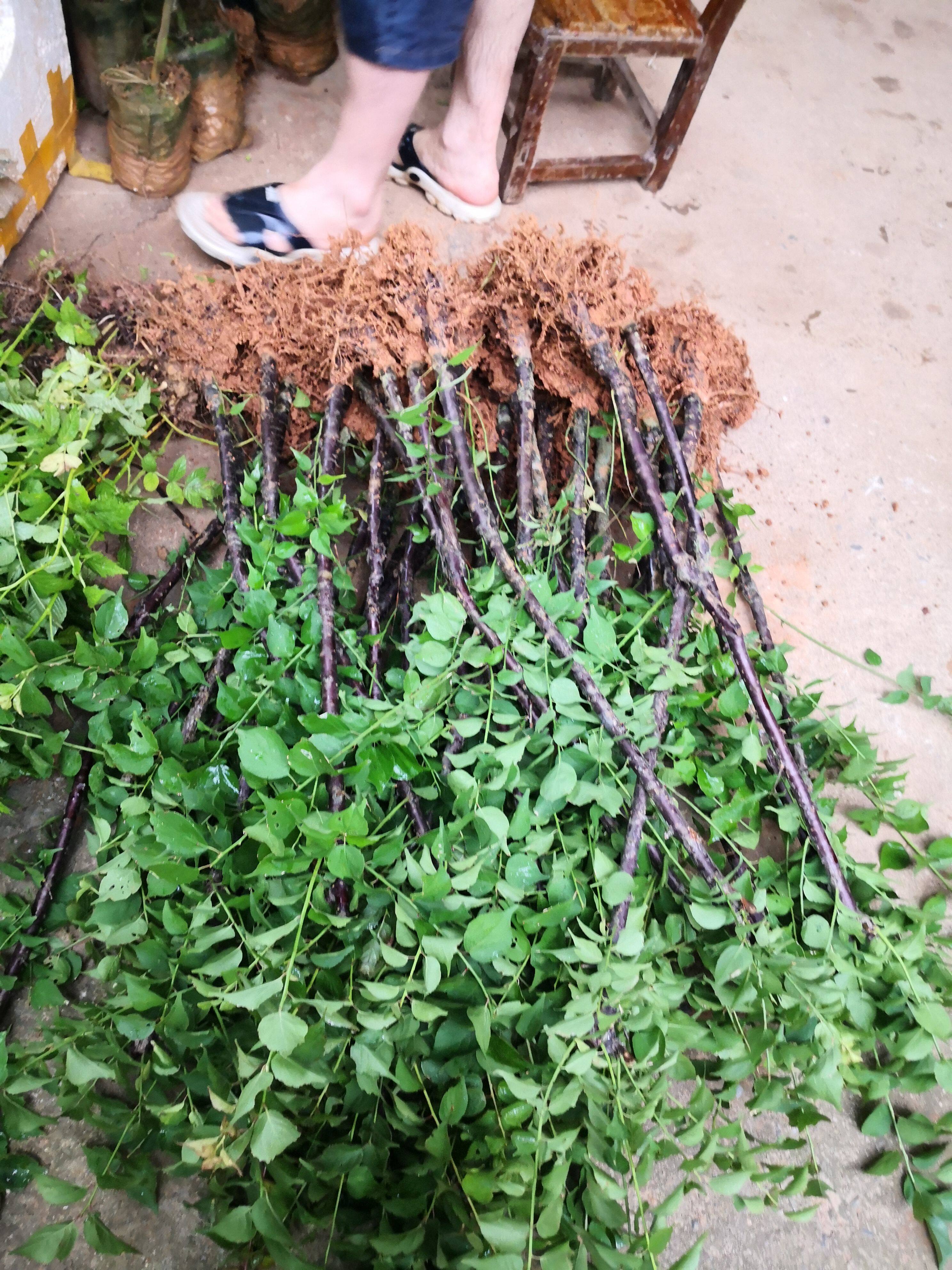 (一年结果)青梅果苗嫁接苗酸梅果树苗盆栽地栽泡酒青梅