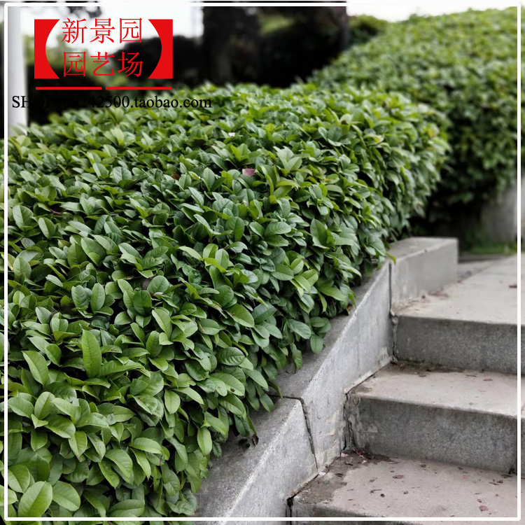 室外围栏月月桂四季开花绿化带