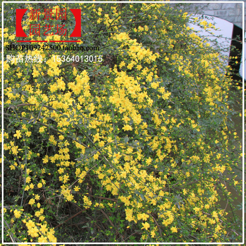 迎春花小苗云南黄馨庭院阳台护坡池塘边垂吊开小黄花绿植黄素馨