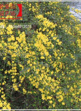 迎春花树苗多年生云南黄素