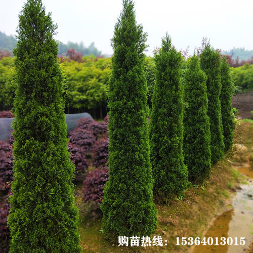 蜀桧塔柏松柏公路隔离带绿化苗木