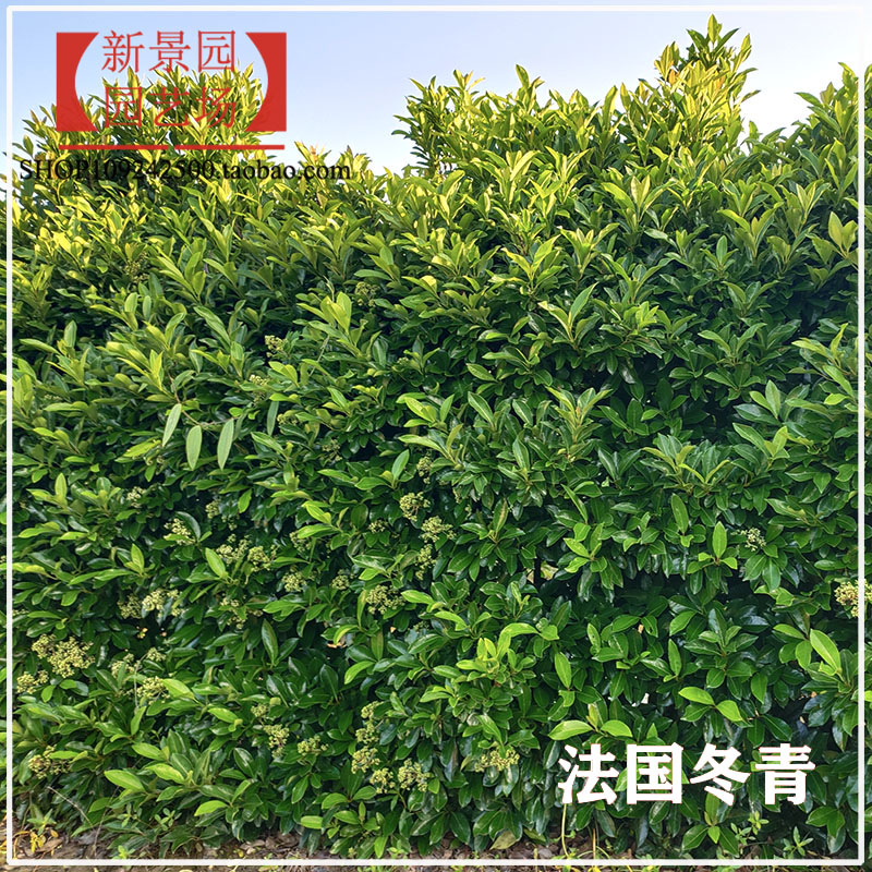 围挡绿植法国冬青珊瑚树庭院篱笆