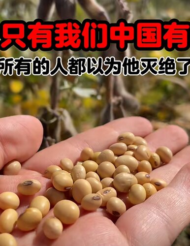 乐秋野放茶农家自种土黄豆 绿篮子老品种5斤绿皮青黄豆打豆浆
