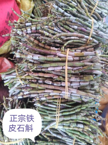 云南蒙自正宗铁皮石斛鲜条露天鲜条新鲜采摘