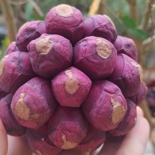 云南高山黑老虎果布福娜恶魔果实精选包邮