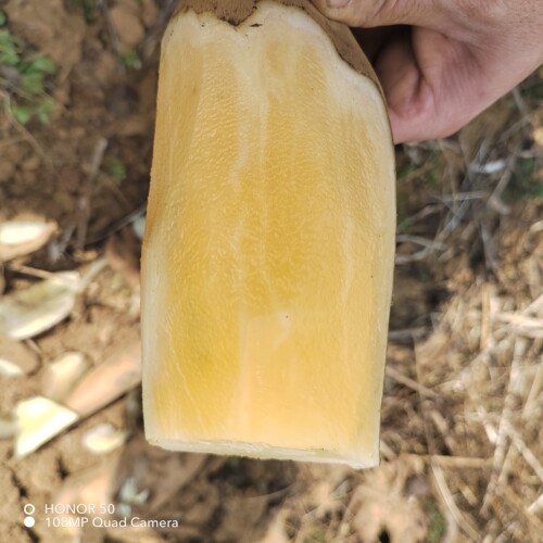 云南天山雪莲果新鲜水果25年新鲜现货