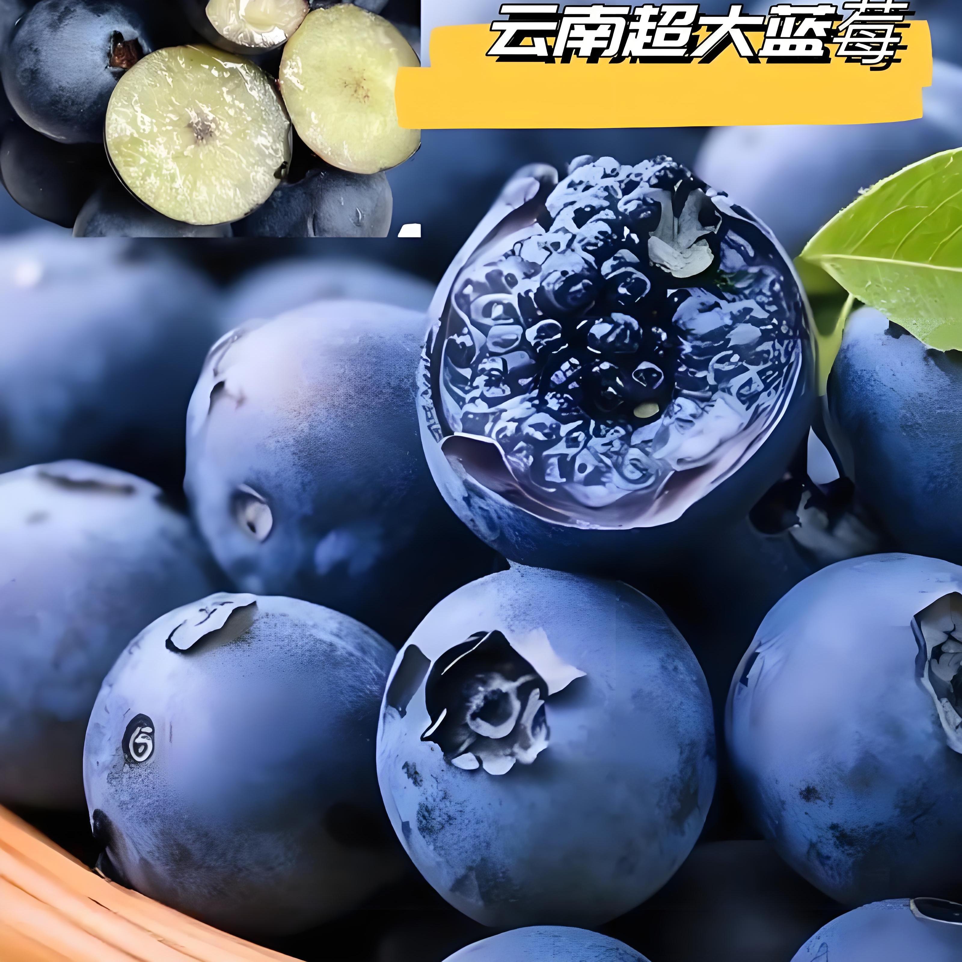 顺丰空运正宗云南蒙自L25花香蓝莓18+新鲜现摘脆甜水果1斤4盒