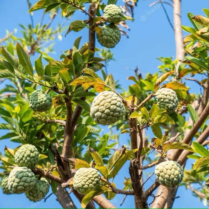云南凤梨释迦果26年新鲜水果番荔枝大果佛头摩尼果现摘图片