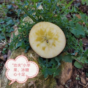 云南蒙自西北勒小苹果酸甜生态脆甜5斤小果25包邮