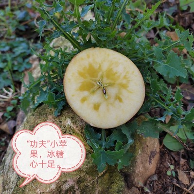 云南蒙自西北勒小苹果酸甜生态脆甜5斤小果25包邮