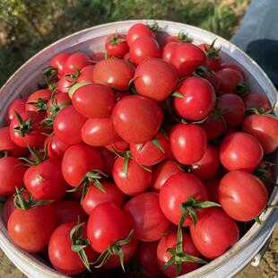 阿梨日记｜攀枝花 小番茄 果汁多 甜 自然成熟 果园现摘现发