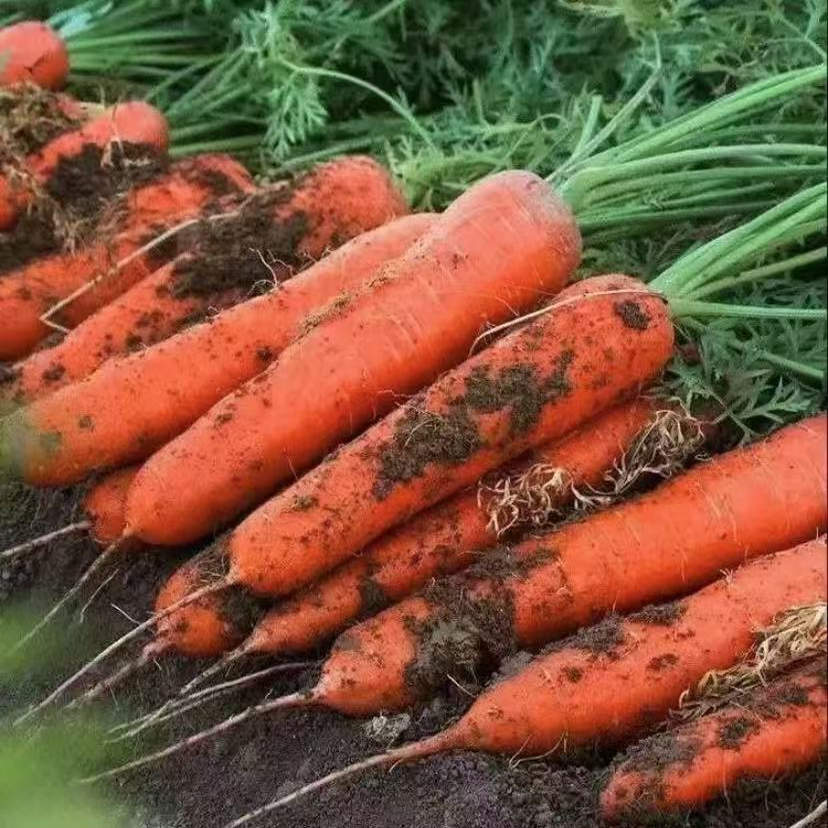 湖南湘西农家自种红萝卜（不洗带泥）