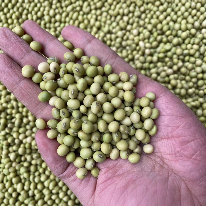 湖南湘西农家自种青皮黄豆新鲜做豆腐打豆浆现货包邮非转基因