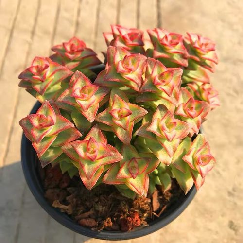 十字星锦多肉植物多少钱 十字星锦多肉植物价格 小麦优选