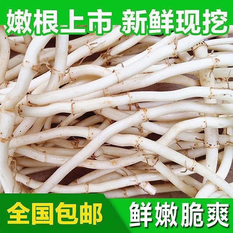 农家现挖现发鱼腥草新鲜折耳根嫩根湖北贵州疏菜鱼星草节节根包邮