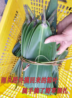 广西粽叶野生新鲜大粽子叶芒叶大号粽叶助叶野生芒叶非竹叶芦苇叶