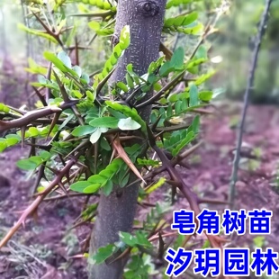 大刺皂角苗皂荚树苗南北方药用皂荚树绿化庭院造刺树篱笆皂角树苗