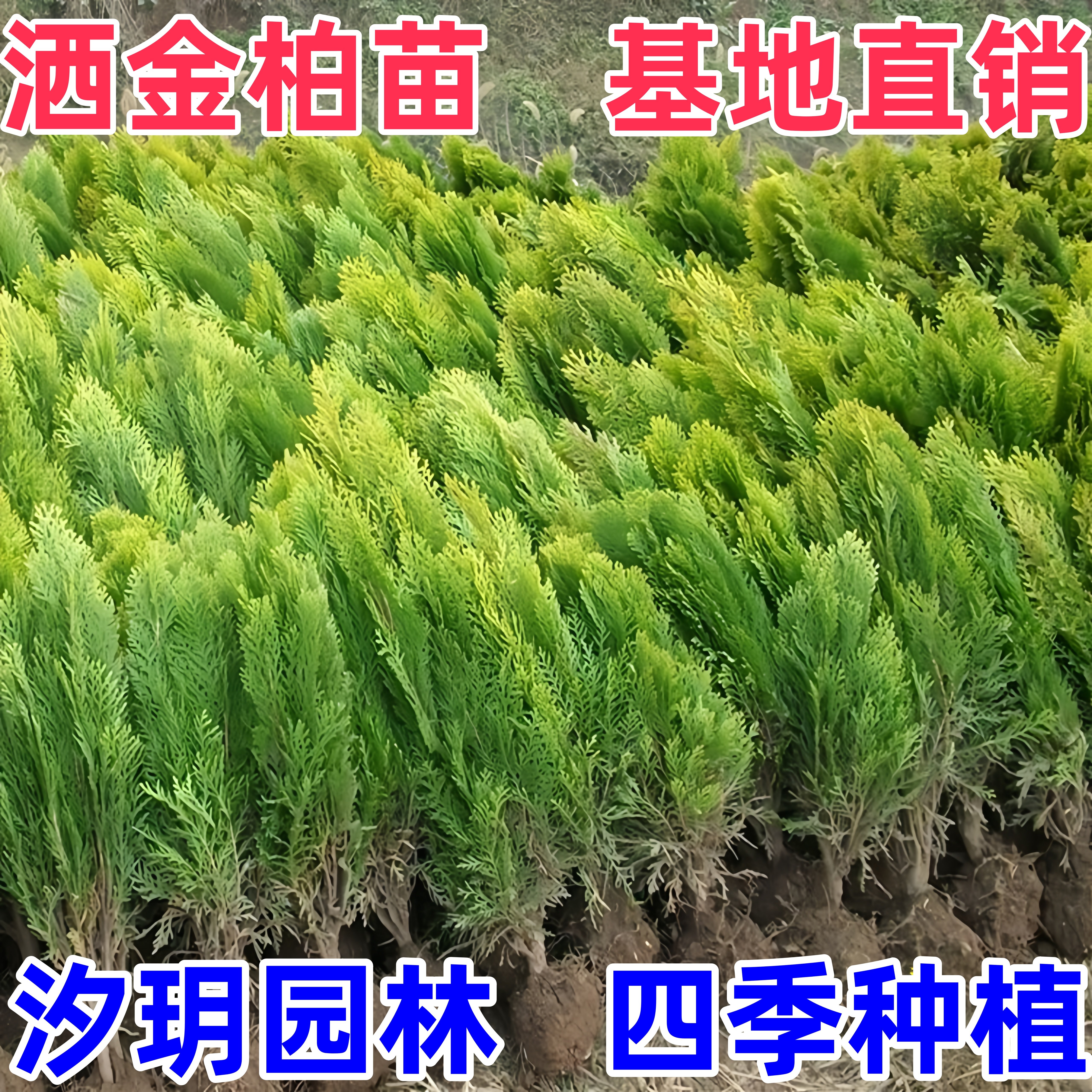 洒金柏苗绿植 洒金柏苗 洒金柏小苗 洒金柏球 庭院植物青叶侧柏苗