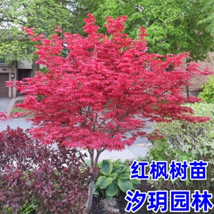 中国红枫树苗盆栽红舞姬小苗庭院彩叶耐寒绿化风景大树日本红枫苗