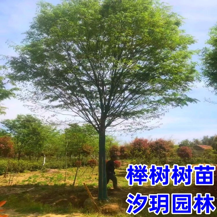 榉树树苗小苗红榉庭院室外绿化