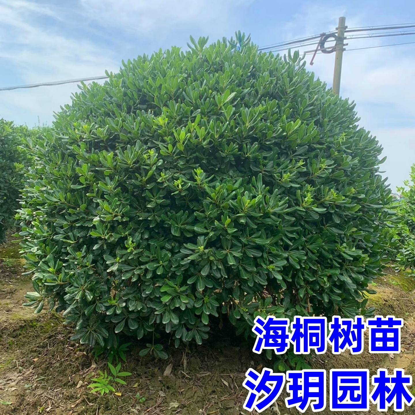 海桐树苗庭院行道四季常青