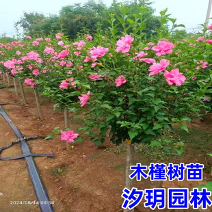 木槿树苗 绿化木槿小苗苗 篱笆苗 食用木槿苗 重瓣木槿小苗 树苗