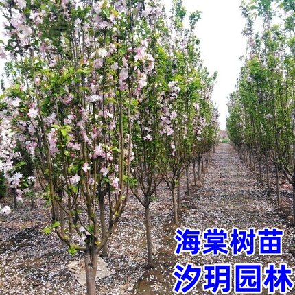 高杆西府海棠 海棠树苗  北美海棠 垂丝海棠花苗庭院风景绿化苗木