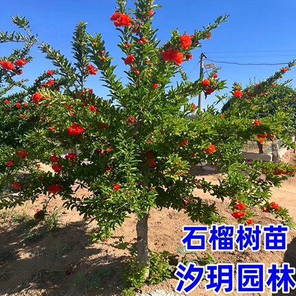 特大石榴树庭院果树老桩地栽突尼斯软籽甜石榴树苗盆栽南北方结果