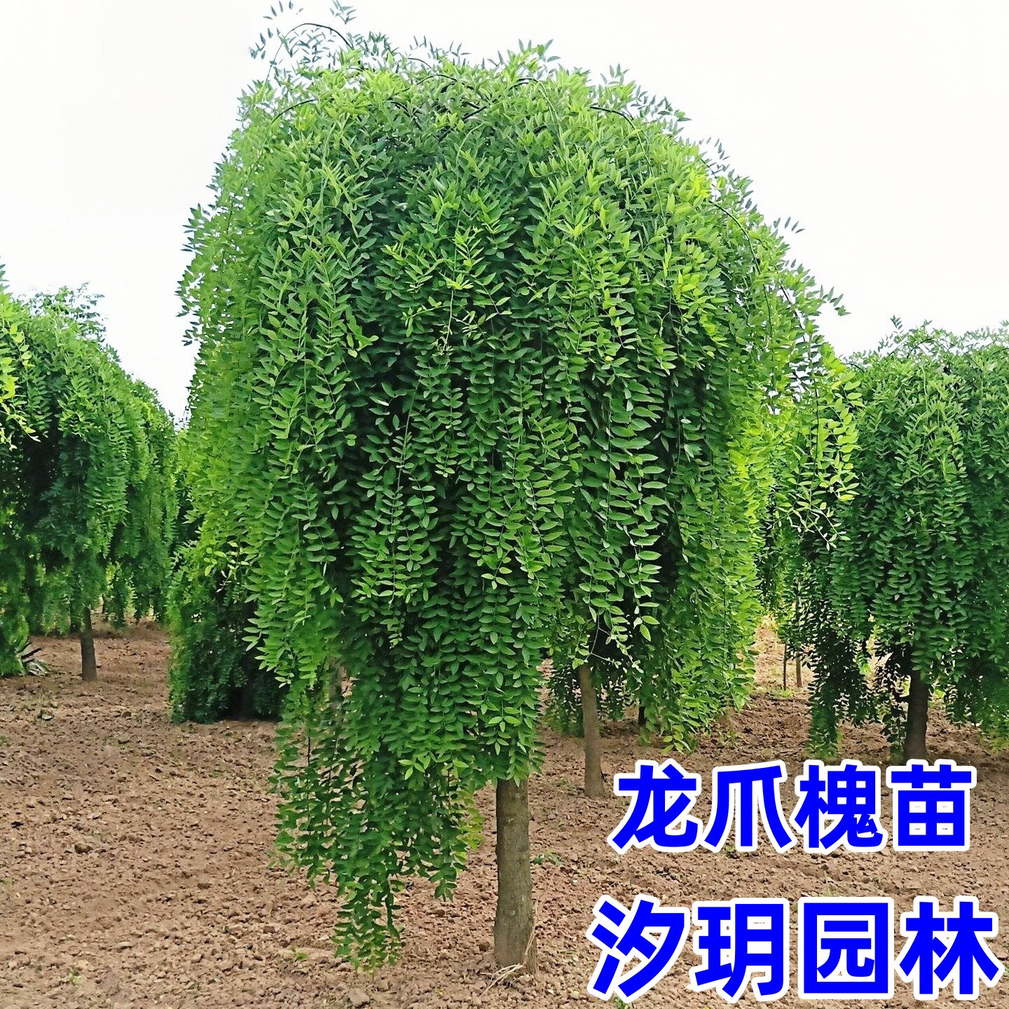 龙爪槐造型树苗庭院园林行道耐寒绿化造景风景大树嫁接垂枝槐树苗